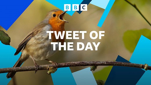 BBC Radio 4 - Tweet of the Day, Cuckoo - Female