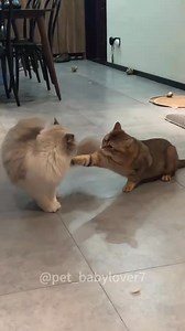 You have two cats 🤣🤣🤣 #cat #cats #cutecat #catlover #funny #funnycat #funnyvideos #funnyanimals #kitty | Pets Things