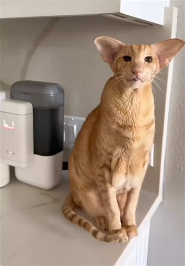 If you have cats, you probably know how important it is to keep them hydrated. Cats have a naturally low desire to drink water since they evolved to get the majority of their hydration from the food they eat. That’s why the Neakasa Riko has changed the game. It transforms freeze dried or regular kibble into a fresh, finely ground, hydrating meal. The Squad absolutely love it and I feel good knowing they are getting all the hydration they need! Use code: CATRIKO40 for $40 OFF! Link in my bio. I h