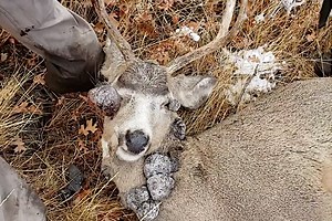What Hunters Need to Know About Deer Warts