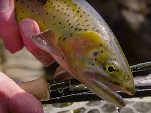 Scott F vs. Sage Dart | Small Stream Shootout - Telluride Angler