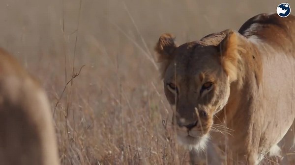 America’s Rarest Big Cat Is Back—Here’s How It Survived!