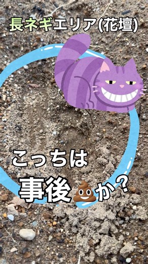 花壇にアイツの痕跡が！？ #猫被害 #猫対策 #花壇