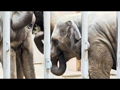 【仲良し親子ゾウが草を分け合う！東山動植物園アジアゾウファミリー動画】#東山動物園 #アジアゾウ#うらら#動物園の動物#日常の姿＃愛らしい仕草#自然と共存#アヌラ#zoo