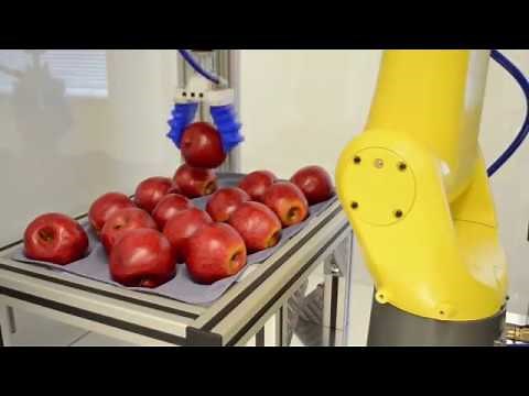 Apple Picking Robot Uses Soft Robotics Gripper & FANUC 3D Vision to Safely Package Apples