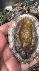 8K views · 66 reactions | Marine snails- Abalone is described as...