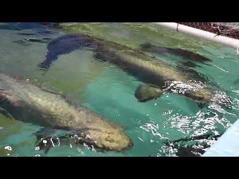 MONSTER FISH FEEDING *12,000 & 3,000* gallons AQUARIUM