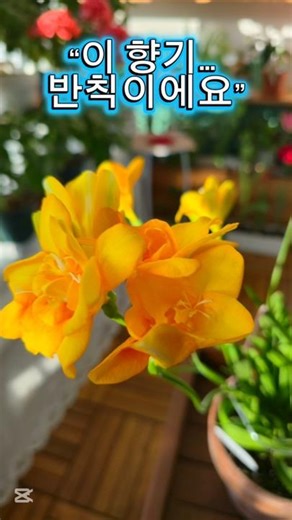 3월베란다 후리지아 키우기🌼 초보도 키우기쉬운 향기 좋은 꽃 #홈가드닝#베란다정리#식물키우기