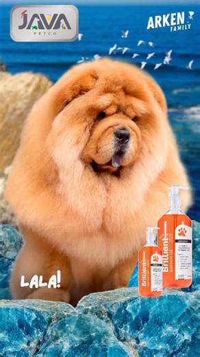 Ang Susy Suryani on Instagram: "Hanya dari Java Petco, dapatkan Brilliant Salmon Oil yang 100% berkualitas dan asli! 💎 Anabul mendadak ‘lowbat’ pas kamu lagi sibuk kerja? 💻🪫 JANGAN SAMPAI! 🚫 Proteksi imun anabul secara maksimal dengan Brilliant Salmon Oil! 🐟 💎 Langsung dari Norwegia, berikan nutrisi Omega terbaik untuk: ✅ Jantung kuat & Imunitas tangguh ✅ Jauhkan risiko autoimun ✅ Bulu lembut, sehat, dan indah Cuaca boleh ekstrem, tapi proteksi harus tetap Brilliant! 🛡️ Dapatkan yang ASLI