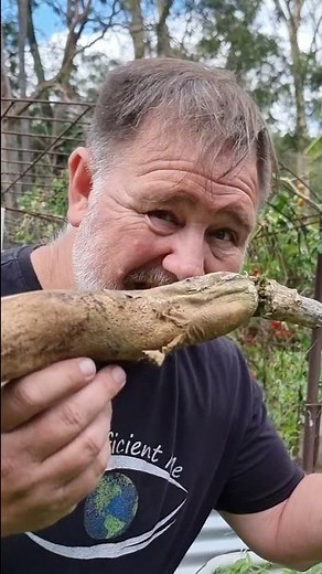 One of the Best and Biggest Radishes is Daikon