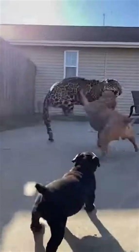 Jaguar vs Pitbull: The Ultimate Power Showdown! 🐆🔥 #shorts