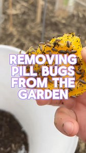 95K views · 1.5K reactions | My battle with the pill bugs in the garden continues. #garden #gardening#pillbug | Dirty Punk Gardening | Facebook