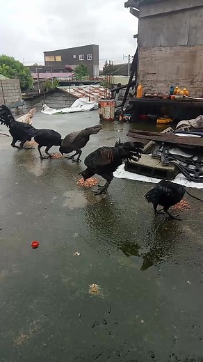 Spark Peruvian Backyard Breeder on Reels