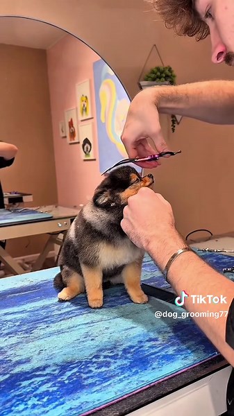 Pamper Your Dog at Our Exclusive Dog Spa