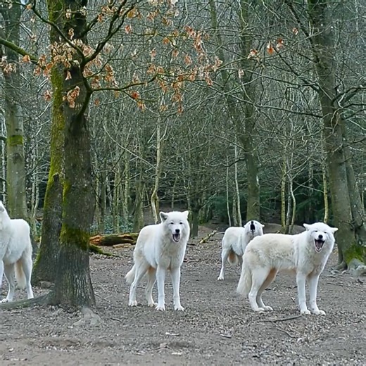 How wolves communicate with their companions. Their howls are impressive #naturelife #wildlife #nature #naturelover #animals #wildanimals #wolves | Hridoy Hello Deshbashi | Facebook