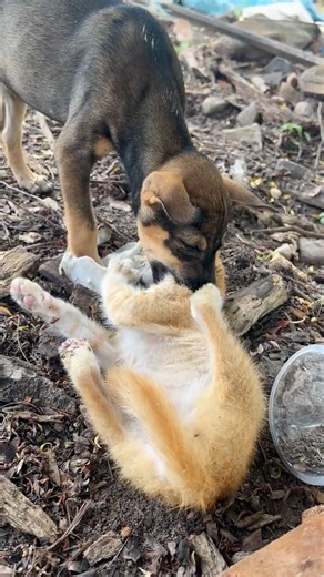 puppy vs kittens 🐈🐕#kitten #dog #puppy #cat #cute #animals #funny #catsanddogs