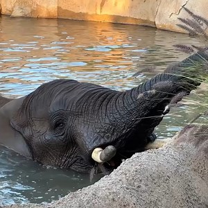 179K views · 1.7K reactions | Spring break pachy hour requires a swim-up bar  : Mike Wilson #Elephant #HappyHour #Poolside #SpringBreak #SanDiegoZoo | San Diego Zoo | Facebook