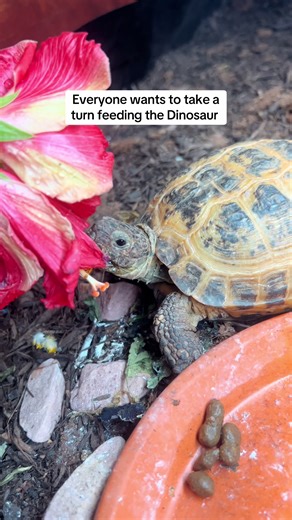 Zippy's Beak: Professional Trim by Exotic Vet