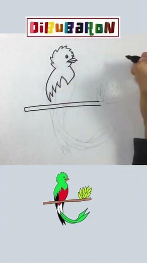 Dibujando el quetzal de guatemala | Dibujos faciles