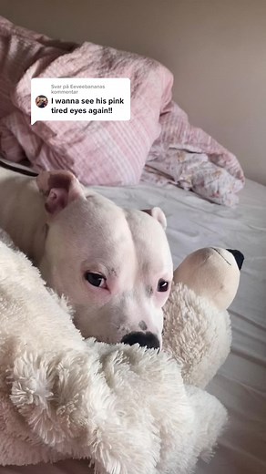 Svarer @Eeveebanana of course!!❤️ #staffordshirebullterrier #whitestaffy #staffyeinstein #dogsoftiktok #staffy #bullydog #bullterrier