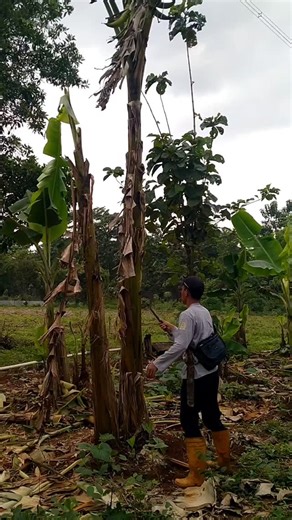 banana blue java on Instagram: "Bananas tanduk 😍😍"