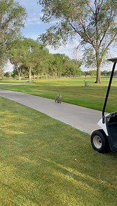 What a good boy 🦊 | Chase Thomason