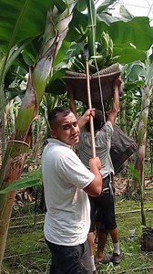 "The Journey from Banana Tree to Market" 😂😂 #BananaHarvest #FarmLife #FreshBananas #BananaFarm | Bananas World