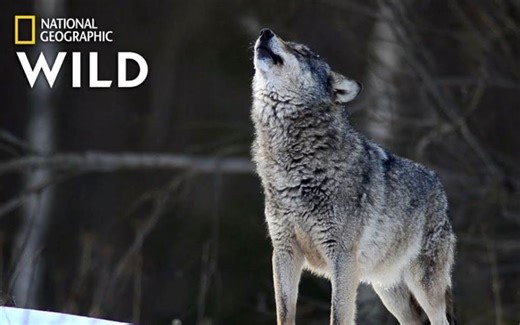 【动物科普】[中英双字] Wolves 101 | Nat Geo Wild_哔哩哔哩_bilibili
