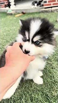Fritz | Stunning Blue-Eyed Mini Husky Pomsky With the Sweetest Personality 💙