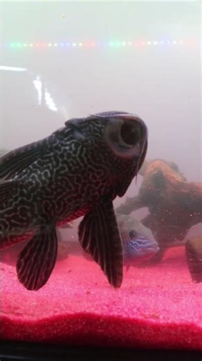 Stop Buying Pleco for Small Aquariums! 🐠⚠️