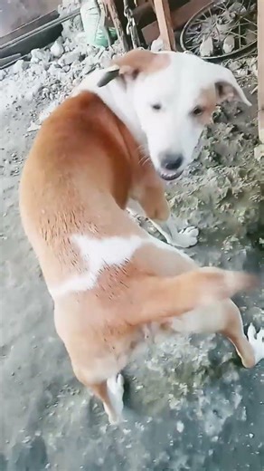 ang landi mo #trend #funny ##animallife #pets #puppy