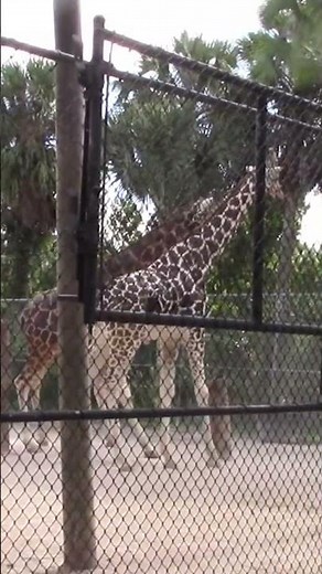 Giraffe Fight Knockout