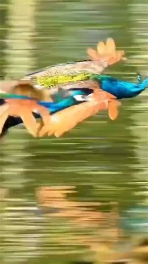 Peacocks in flight #curiosity #education #sciencegirl