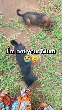 Baby puppies mistaken me for their Mum🥺😮‍💨