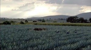 683K views · 10K reactions | Wow so grateful to share our very first Teremana commercial that will air TONIGHT and throughout the NBA FINALS! 弄 I founded Teremana to bring people together and deliver the highest of quality and best in taste. THANK YOU to “the people” for making Teremana the fastest growing, most exciting and delicious tequila in the market. #teremana #tequilaofthepeople 弄 | Dwayne The Rock Johnson | Facebook