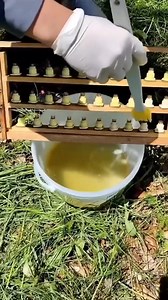 276K views · 1.2K reactions | This is what the process of raising queen bees looks like! Honeybee workers generally live for 5 to 6 weeks, while queens survive for 3 to 6 years! They are incredible! #queenbee #lifespan #beehive credit: @bee_company | The Bee Partner | Facebook