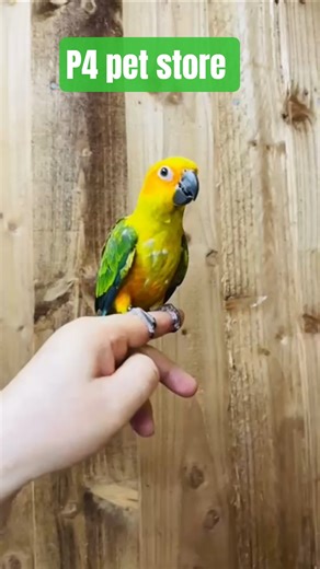 sun conure #parrots#p4pet #birds..📍31 High Street Lye Stourbridge DY98LB