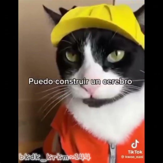 Yo eh peleado xonra cocodrilos