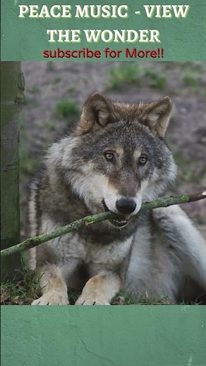 Wolf sitting Slowly under the Tree and Watching | Peace Music View the Wonder|#shorts #wolf #wolves