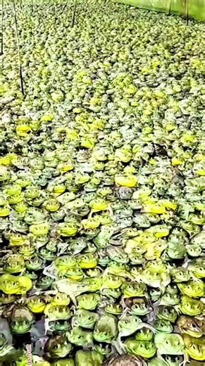 Why China's Frog Farming Industry is BOOMING#short#facts #food