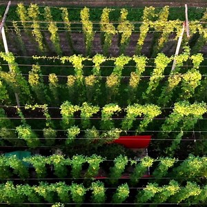 4 comments |  Hops are in the air, and the fields are buzzing! Brewers and industry folks are gathering to revel in the hop harvest, seizing the chance to savor their cherished hop varieties and see what’s new this year. ✨ We can’t wait to dive into this season's fresh hop brews and the hoppy innovations brewing from this year's harvest.  #HopHarvestCelebration #CraftBeerDelights #FreshHopsGalore | California Craft Brewers Association | Facebook