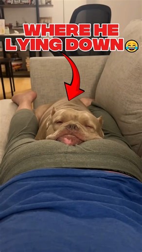 Ranking Funny Dog Pooping Moment🐕 #shorts #ranking