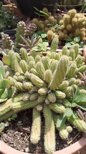 Cactus Cacahuate #cactus #suculentas #cactusysuculentas #suculentasecactos #suculentasycactus