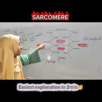 SARCOMERE easiest explanation in 2min🥳#neet2026 #biology #yakeen_batch_motivation #ytshorts #neet