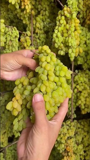How Raisins Are Made | From Fresh Grapes to Sweet Dried Raisins