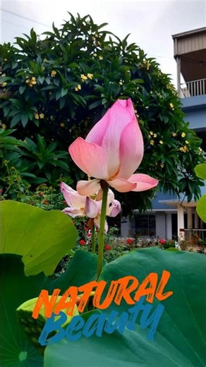 The Serene Beauty of Blooming Pink Lotus #nature