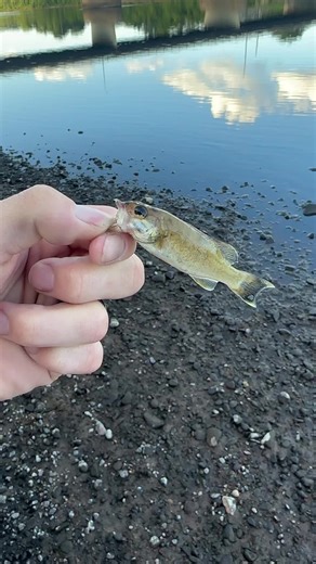 Biggest catch of the day #fishingtiktoks #fishing #fishinglife #fish