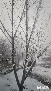 snow falling view #snow #coldseason