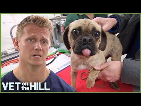 4 Hours Of Amazing Life Saving Pet Surgeries | Vet On The Hill
