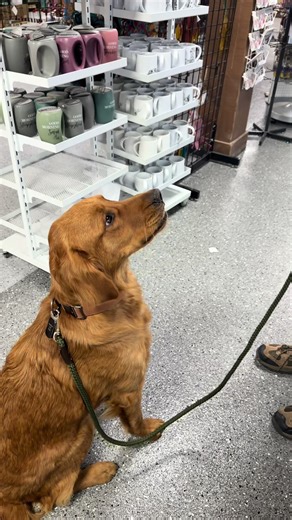 This is your sign to bring your pup along 🐶✨ Stop by our ice cream counter for a free pup cup 🍦🐾 #pupcup #petfriendlytravel #icecream #pigeonforgetn #shoplocal